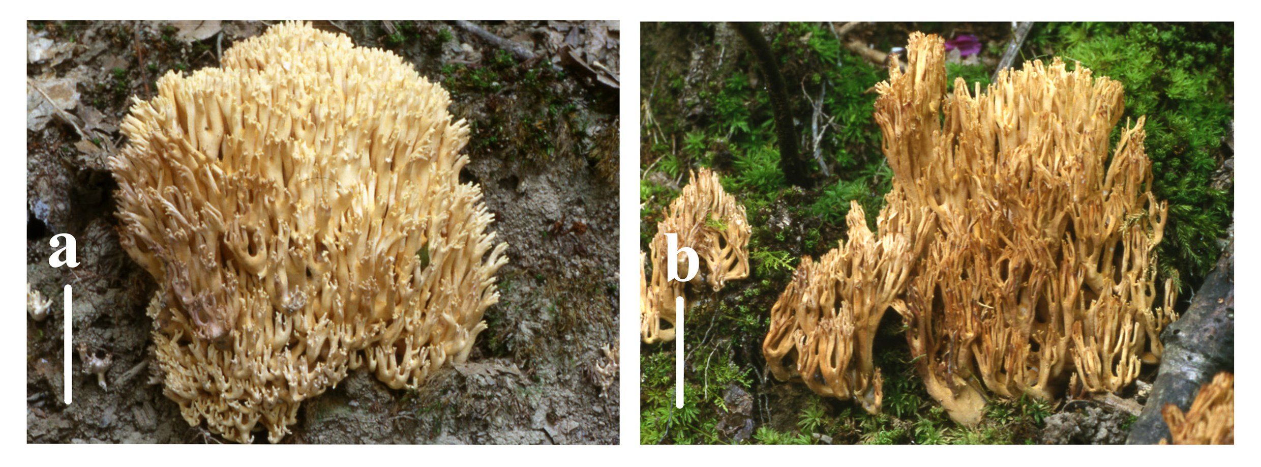Figure 29